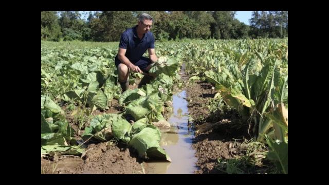 Pluies diluviennes: le monde agricole ''en péril''
