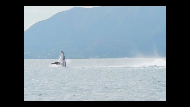 Les baleines sont de retour dans le lagon calédonien