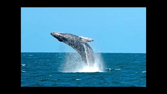 Les baleines sont de retour, pas les touristes
