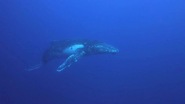 Une baleine à bosse majestueuse, filmée en passe de Dumbéa