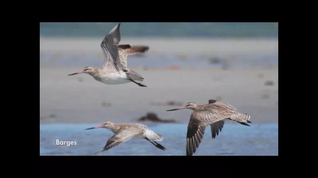 Oiseaux de la plage de Magenta (Nouméa, Nouvelle-Calédonie)