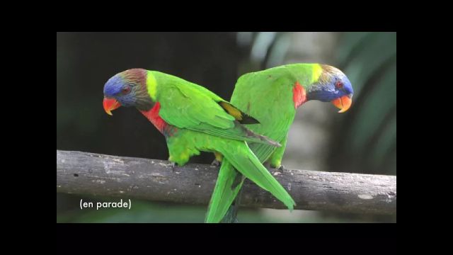 Oiseaux du Parc zoologique et forestier (Nouméa, Nouvelle-Calédonie)