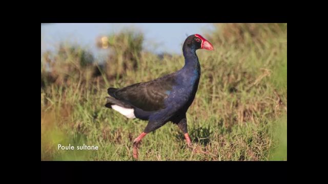 Oiseaux de Rivière-Salée (Nouméa, Nouvelle-Calédonie)