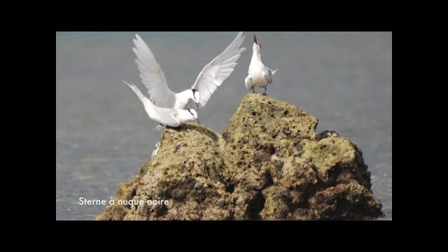 Oiseaux de l'île aux Canards (Nouméa, Nouvelle-Calédonie)