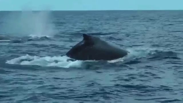 Le « Whale Loving »