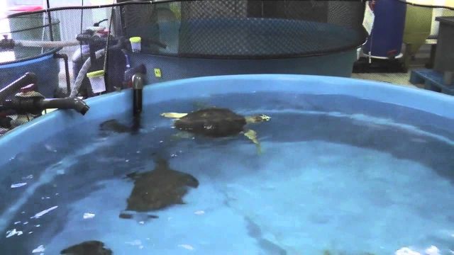 Les tortues de retour à l'aquarium des lagons