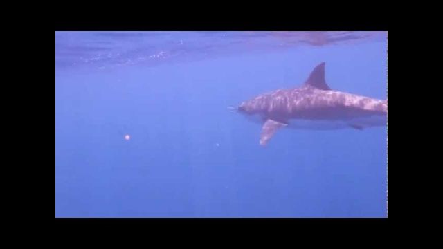 Une vidéo sous-marine du grand requin blanc