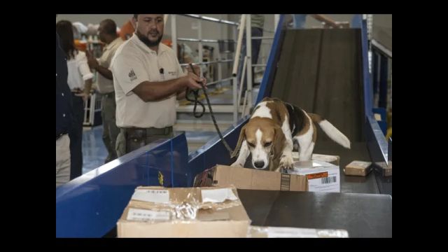 Des chiens renifleurs pour protéger la Calédonie des menaces phytosanitaires