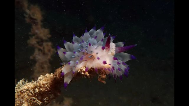 Les nudibranches du lagon Sud livrent leurs secrets