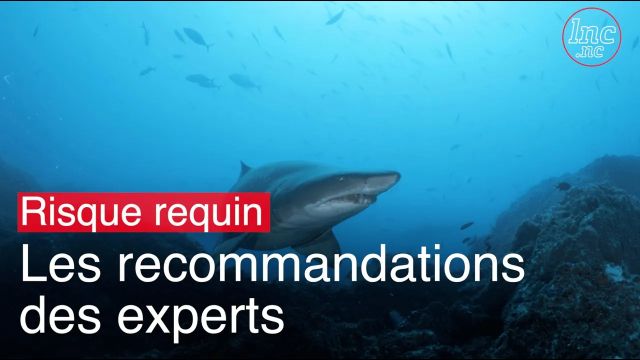 Risque requin en Nouvelle-Calédonie : les recommandations des spécialistes